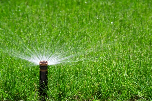 Automatic sprinkler watering grass