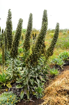 Green Succulent Flower of a Cactus Plant Tajinaste Echium