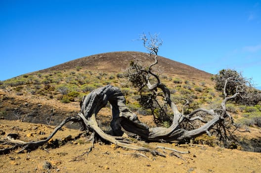 Gnarled Juniper Tree Shaped By The Wind at El Sabinar, Island of El Hierro