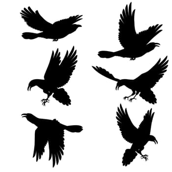 Set. Black crows flying on the white background