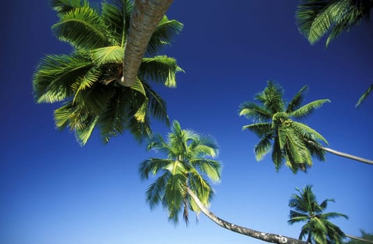 A dream beach on the island of La Digue in the Seychelles in the Indian Ocean.