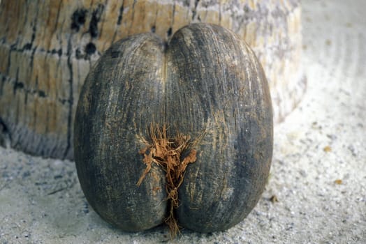 A rare coconut Coco de Mer on the island of Praslin in the Seychelles in the Indian Ocean.
