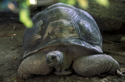 A giant tortoise on the island of La Digue in the Seychelles archipelago in the Indian Ocean in Africa.