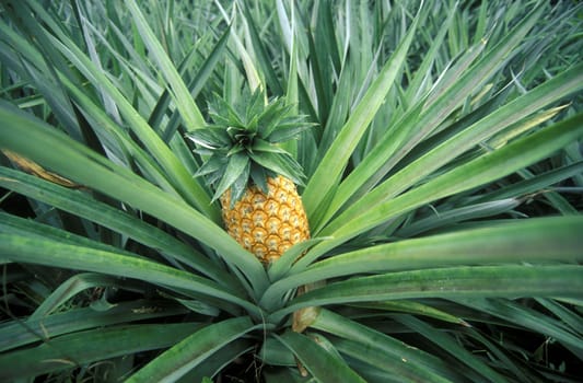 A pineapple on a pineapple plantation on the island of Praslin in the Seychelles in the Indian Ocean.