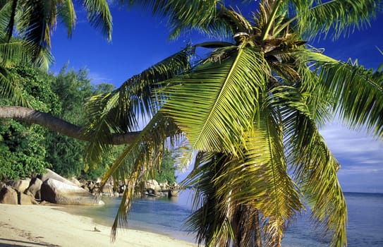 A dream beach on the island of La Digue in the Seychelles in the Indian Ocean.