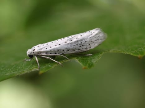 Grape cherry moth