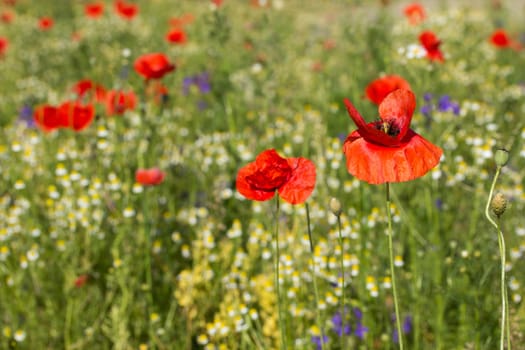 Summer meadow with Common poppy flowers.