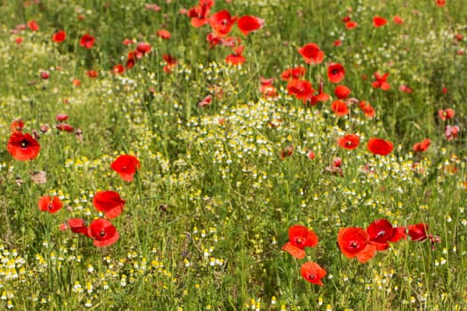 Summer meadow with Common poppy flowers.