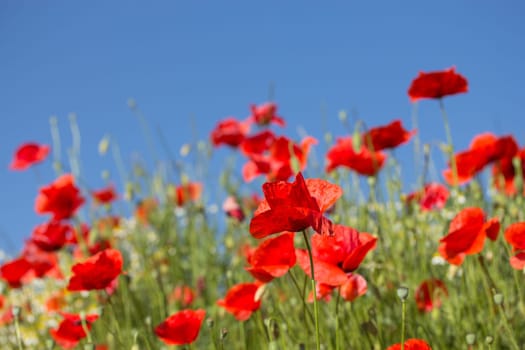 Summer meadow with Common poppy flowers. Blue sky in the background.
