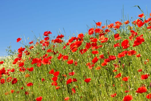 Summer meadow with Common poppy flowers. Blue sky in the background.