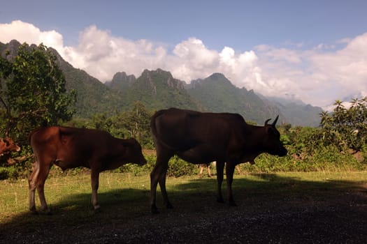 The landscape at Vang Vieng in the mountainous region of the national road 13 between Vang Vieng and Luang Prabang in central Laos of Laos in South East Asia.