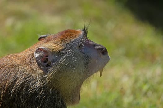 Side view of the patas monkey (Erythrocebus patas), known as the Hussar monkey. Monkey is screaming