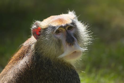 The patas monkey (Erythrocebus patas), known as the Hussar monkey