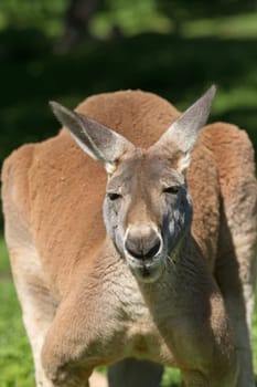 Front detail view of a kangaroo in outdoors