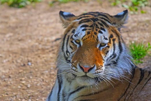 Closeup view of a head of Siberian tiger.