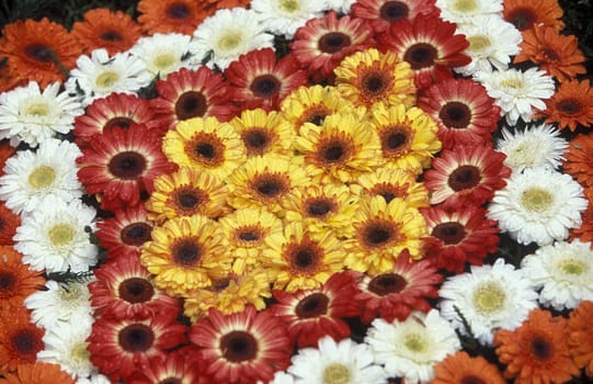 The traditional Spring Flower Festival in the capital Funchal on the island of Madeira in the Atlantic Ocean