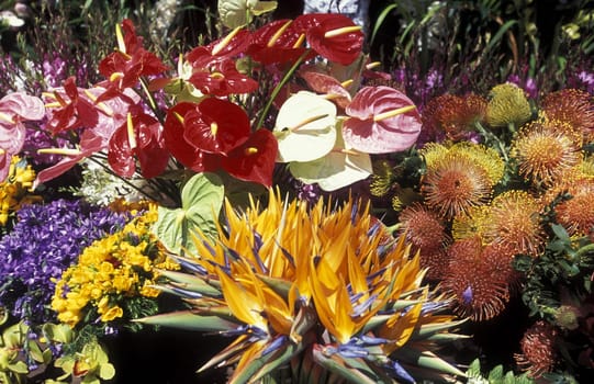 The traditional Spring Flower Festival in the capital Funchal on the island of Madeira in the Atlantic Ocean