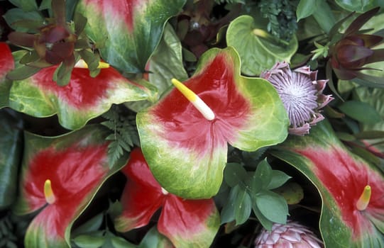 The traditional Spring Flower Festival in the capital Funchal on the island of Madeira in the Atlantic Ocean