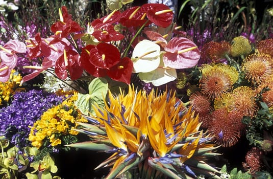 The traditional Spring Flower Festival in the capital Funchal on the island of Madeira in the Atlantic Ocean