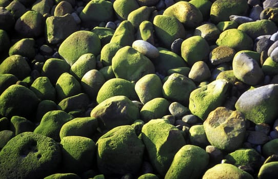 A stone beach at Camara de Lobos west of Funchal on the flower island of Madeira,Portugal.