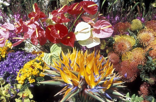 The Traditional Flower Festival in the capital Funchal on the island of Madeira in the Atlantic Ocean,Portugal.