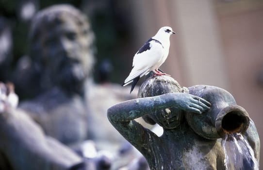 The fountain in the Plaza de la Virgen in the old town of Valencia in Spain.