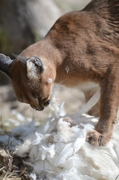 A shot of a African Lynx in the wild