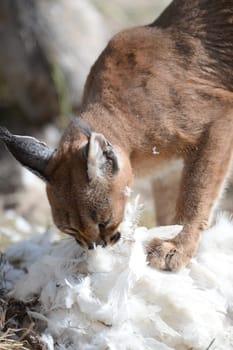 A shot of a African Lynx in the wild