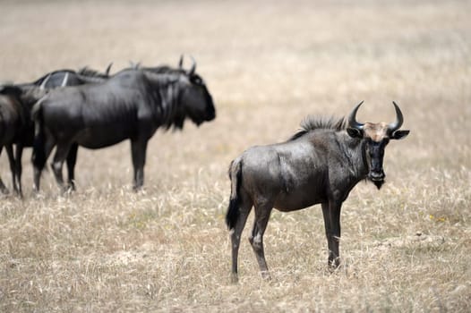 A shot of a African Wildebeest in the wild