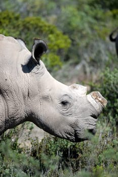 A shot of a African Rhino in the wild