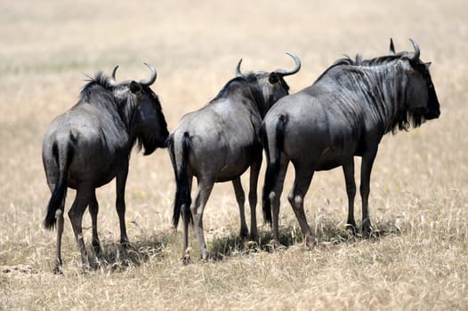 A shot of a African Wildebeest in the wild