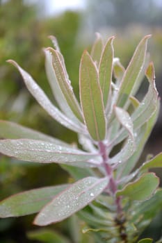 A close up shot of African Flora and Fauna