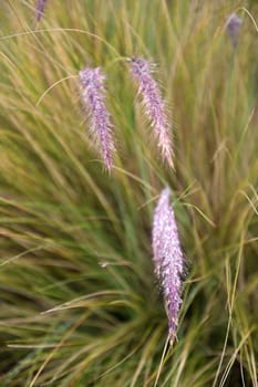 A close up shot of African Flora and Fauna