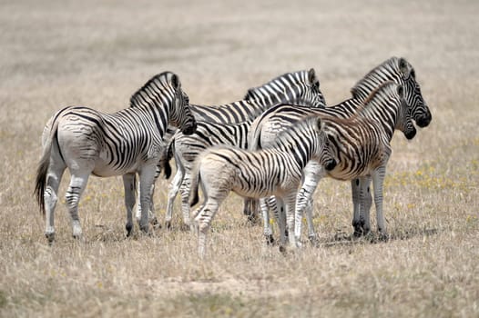 A shot of African Zebra in the wild
