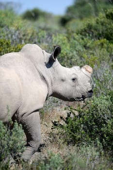 A shot of a African Rhino in the wild