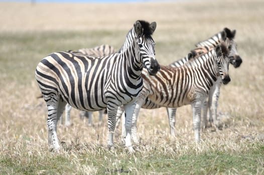 A shot of African Zebra in the wild