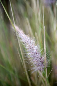 A close up shot of African Flora and Fauna