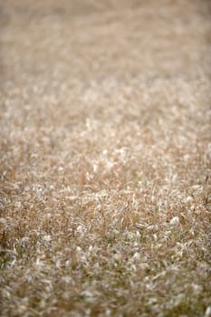 A shot of an open field of Rye Grass