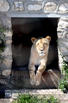 A shot of of an African Lion in the wild