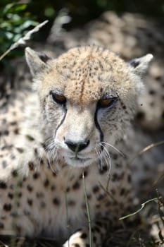 A shot of a African Cheetah in the wild