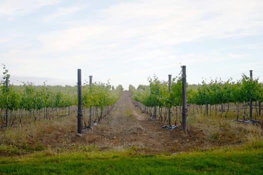 A landscape image of vineyards in South Africa