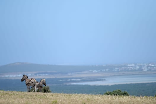 A shot of African Zebra in the wild