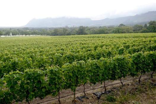 A landscape image of vineyards in South Africa