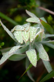 A close up shot of African Flora and Fauna