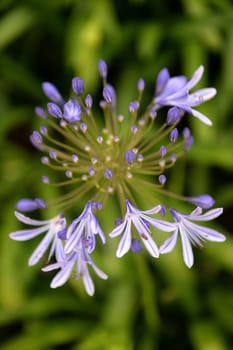 A close up shot of purpleAgapanthus