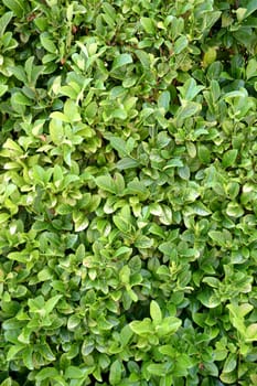 A close up shot of a lush green hedge