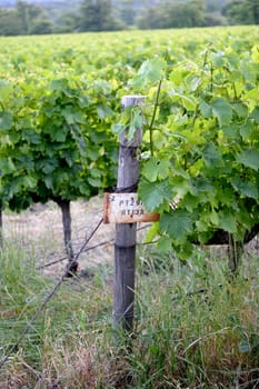 A landscape image of vineyards in South Africa
