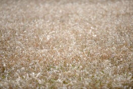 A shot of an open field of Rye Grass