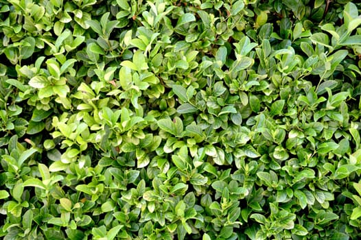 A close up shot of a lush green hedge