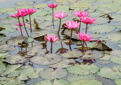 Pink water lily flower in pond